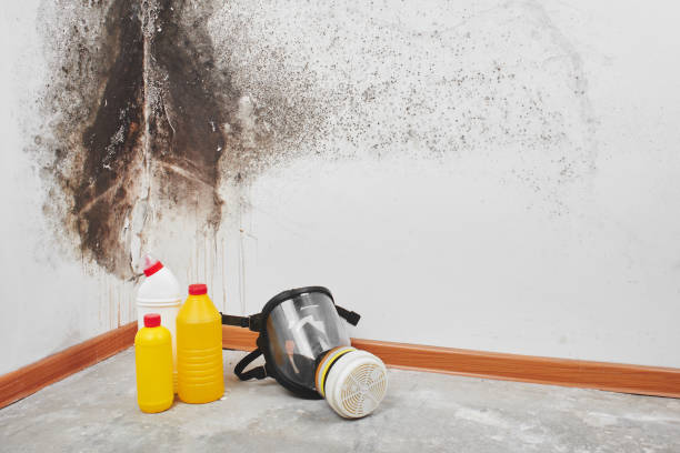 Mold Testing and Removal in Cumberland Hill, RI