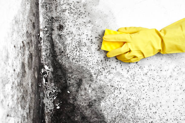 Best Mold Removal Process  in Cumberland Hill, RI