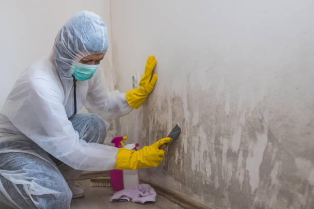 Best Attic Mold Removal  in Cumberland Hill, RI