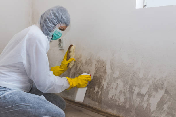 Best Mold Testing and Removal  in Cumberland Hill, RI