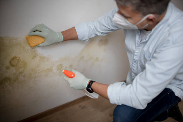 Best Mold Removal Company Near Me  in Cumberland Hill, RI