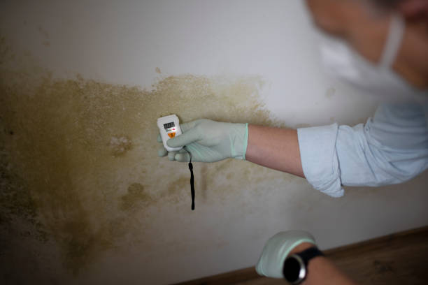 Best Mold Testing  in Cumberland Hill, RI