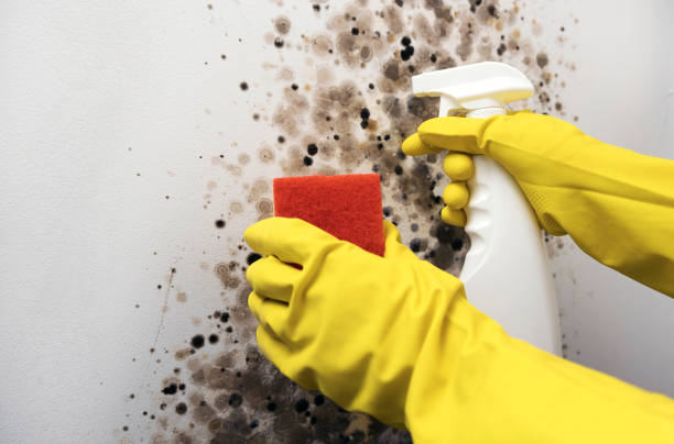 Best Mold Removal and Inspection  in Cumberland Hill, RI