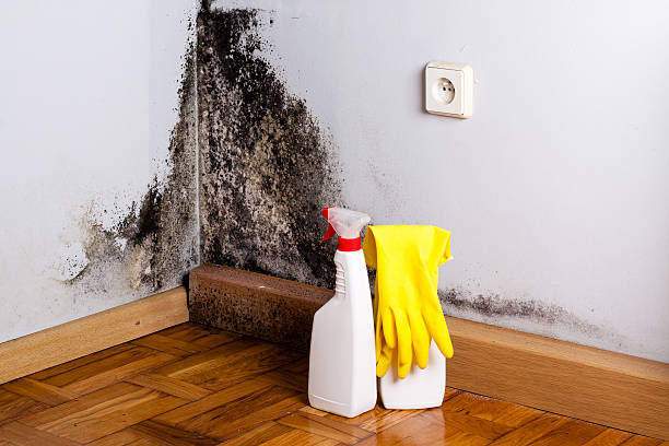 Best Professional Mold Removal  in Cumberland Hill, RI