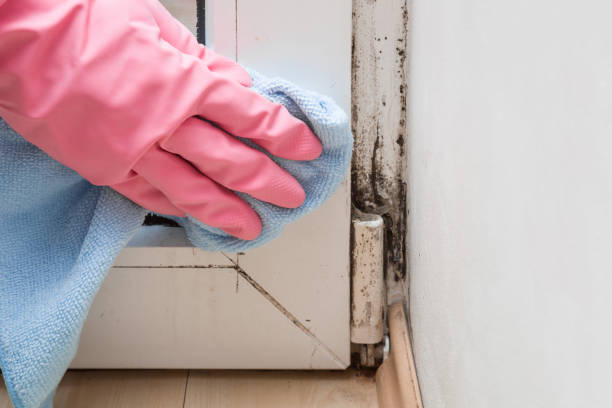 Best Best Mold Removal Companies  in Cumberland Hill, RI