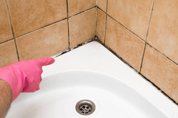 Best Fast Mold Removal  in Cumberland Hill, RI