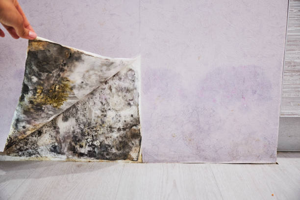 Best Affordable Mold Removal  in Cumberland Hill, RI